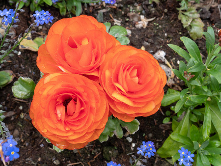 red roses in the garden
