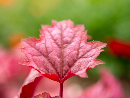 Red leaf on green background