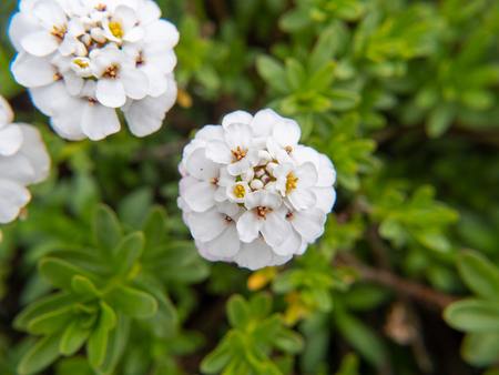 white flowers on green backgroundの写真素材