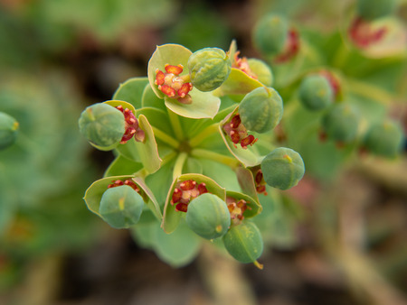 small red buds on a flowerの写真素材