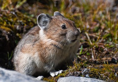 Cute furry Pika Photographed wild in the Canadian Rockiesの写真素材