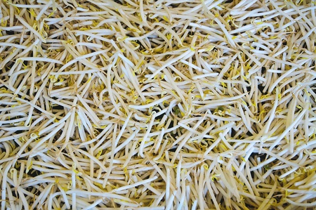 Fresh white asian bean spouts in marketの写真素材