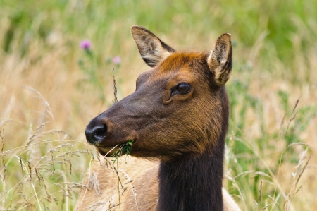 Young Female Elk eating leaves and flowers, Redwood natioanl Park, Californiaの写真素材