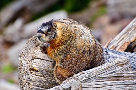 Furry Marmot sitting on a Wooden log, yellowstone national park, Wyoming.の写真素材