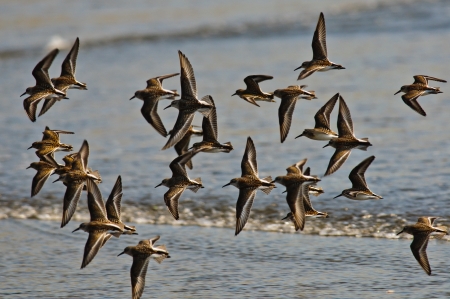 Flock Dunlin In Flight, Oregon Coastの写真素材