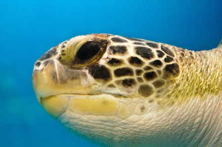 Loggerhead Turtle Closeup show eyeの写真素材