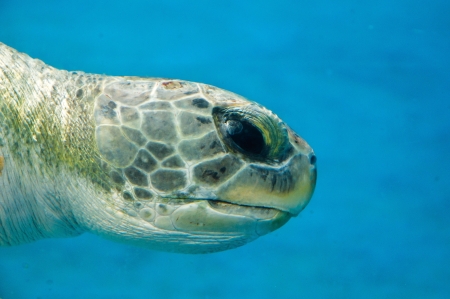 Loggerhead Turtle Closeup on blue backdropの写真素材