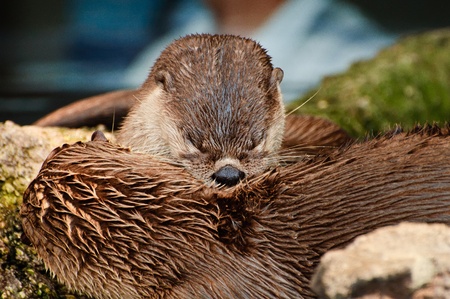 Otters Cleaning each other, with wet furの写真素材
