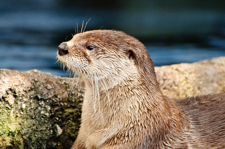Close up of an Otter looking to the leftの写真素材