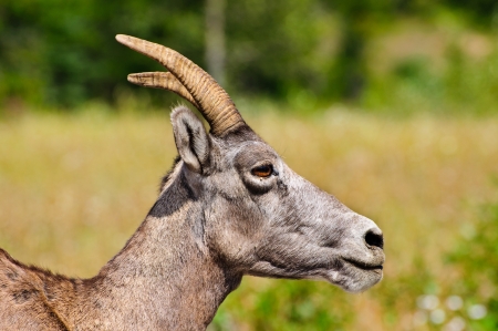Close up of a bighorn mountain sheep Eweの写真素材