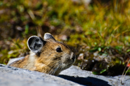Close up of an alpine Pika, Banff national parkの写真素材