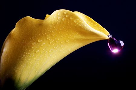 Yellow flower and の写真素材