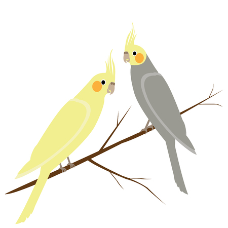 Gray and yellow parrots on a branchのイラスト素材