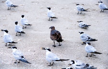 Dark bird with distinct individuality on the beach surrounded by white birds that look different. Stand out from the crowd concept.の写真素材