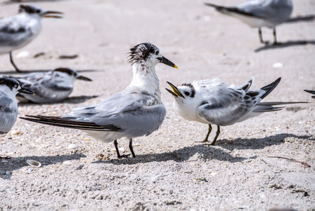 Birds that look like a family having some conflict and arguing at the beachの写真素材