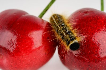 Big black and yellow hairy cute caterpillar on bright red cherryの写真素材