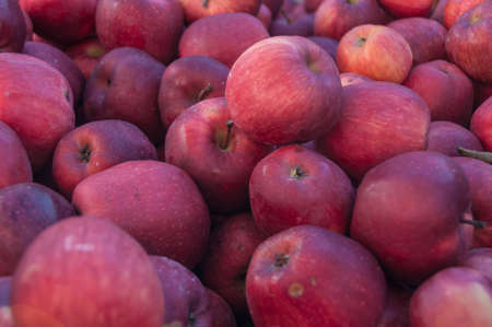A bunch of fresh red applesの写真素材