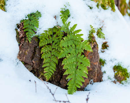 Green leaves under the snowの写真素材