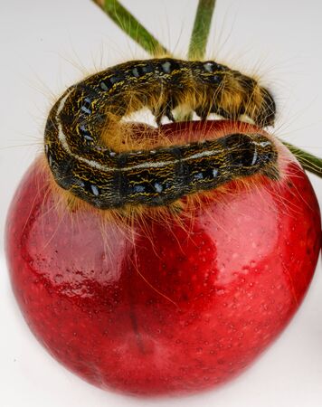 Calerpillar curled on a bright red cherryの写真素材