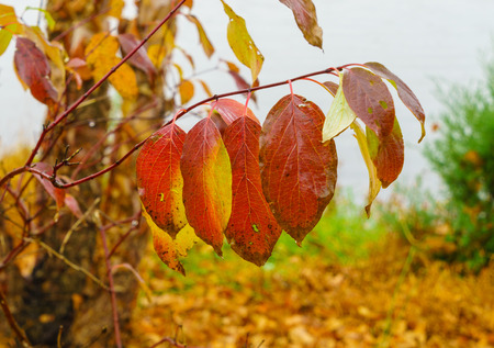Colorful fall leaves on a tree branchの写真素材