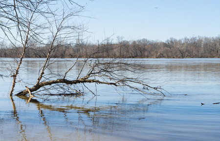 Flooded tree in the middge of Potomac Riverの写真素材