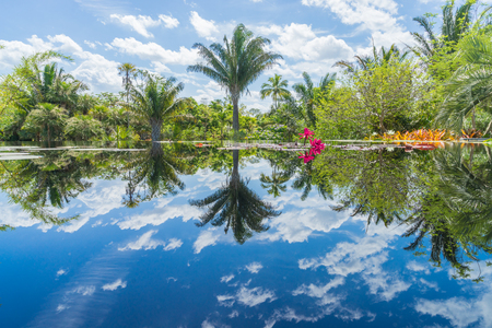 Reflection of the tropical oasis in the crystal clear lakeの写真素材
