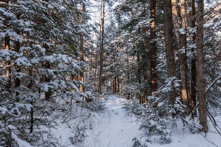 Stunning view of winter forestの写真素材