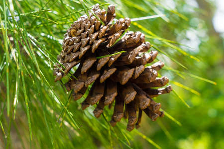 Pinecone hanging from the tree closeup