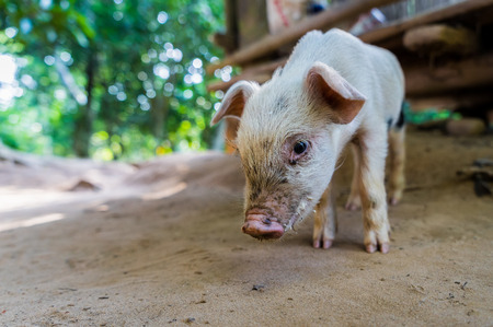 Little piggy with the dirty piglet is looking at you with curiosity. Selective focus.の写真素材
