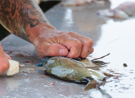 Fisherman's tattoed hands closeup - cutting fish with the knife.の写真素材