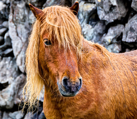 Wet horse under heavy rain in Irelandの写真素材