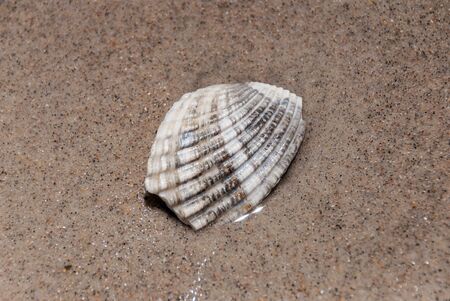 Sparkling seashell in yellow sand closeup.