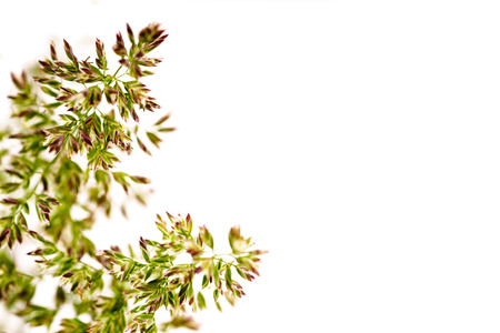 Green and orange grass background closeup isolated on white , dof, selective focusの写真素材