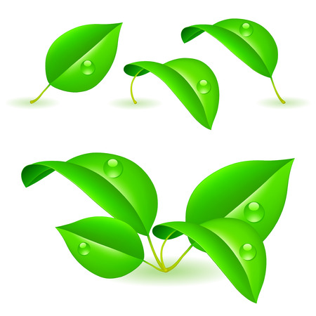 Green leaves.のイラスト素材