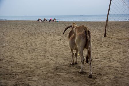 Cow looks at the yogis in the early morning in India, Goaの写真素材