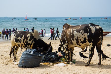 typical beach landscape of India with a cow and debrisの写真素材
