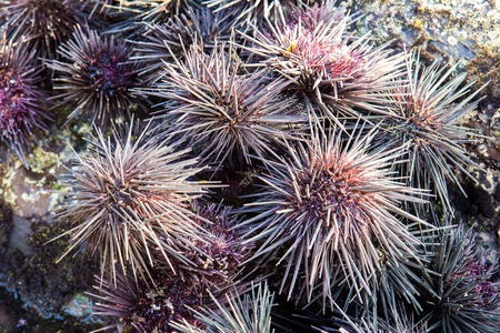 Sea urchin on a rock by the seaの写真素材