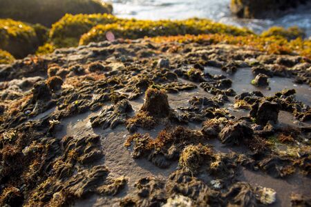Waves break on the rocky beaches of Arambol in India.の写真素材