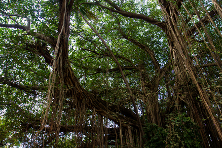 Walk through the rainforest around Lake Sveet in Goaの写真素材