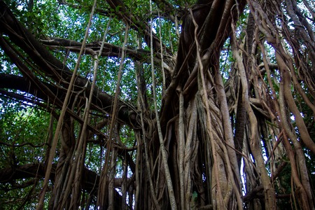 Walk through the rainforest around Lake Sveet in Goaの写真素材
