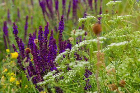 bright purple wild flowers in a fieldの写真素材
