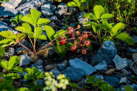 Strawberries grow among stonesの写真素材
