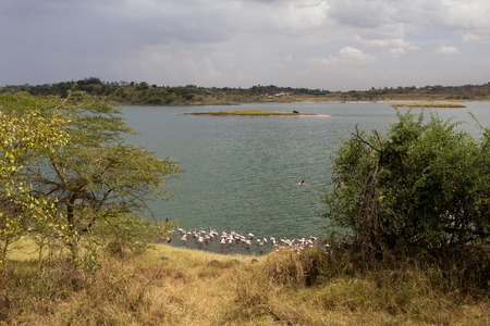 Pink Flamingos in lakeの写真素材