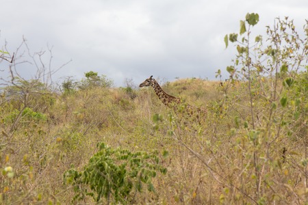 Find the giraffe among the grassの写真素材