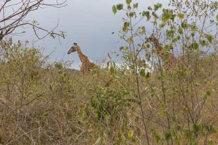 Find the giraffe among the grassの写真素材
