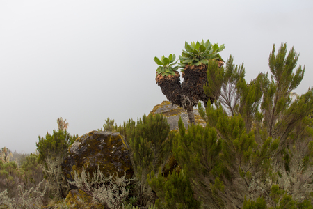 Track on Kilimanjaro on the Machame Route Whiskeyの写真素材