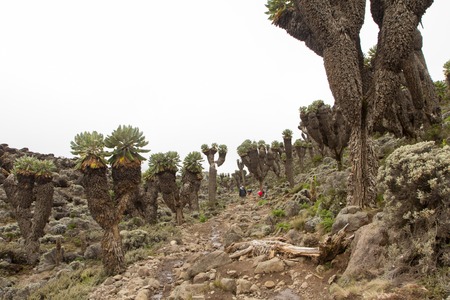 Track on Kilimanjaro on the Machame Route Whiskey. 3 dayの写真素材