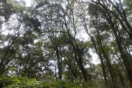 Track on Kilimanjaro on the Machame Route Whiskeyの写真素材