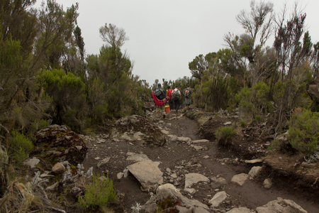 Downhill from the summit of Kilimanjaroの写真素材