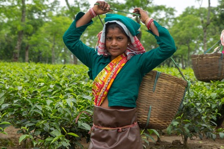 2013 06, India, Assam: Indian women collect teaのeditorial素材
